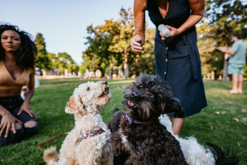 Positive Reinforcement Dog Training, group of dogs waiting for a treat. 
