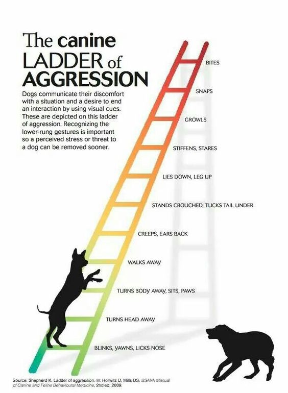 The Ladder of Aggression Understanding Dog Body Language Loving Dog Training LLC Article 